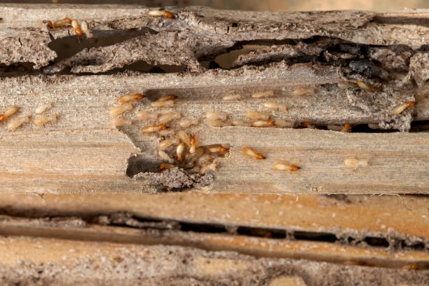 Best Pest Removal Services  in Boonville, IN
